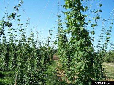 common hop, Humulus lupulus  (Urticales: Cannabaceae) - 5394189