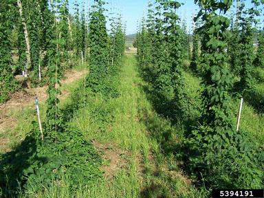 common hop, Humulus lupulus  (Urticales: Cannabaceae) - 5394191