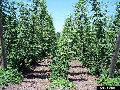 common hop, Humulus lupulus  (Urticales: Cannabaceae) - 5394200