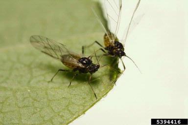 honeysuckle aphid, Hyadaphis tataricae  (Hemiptera: Aphididae) - 5394416