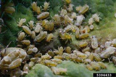 honeysuckle aphid, Hyadaphis tataricae  (Hemiptera: Aphididae) - 5394433