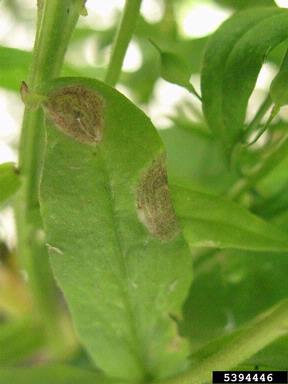 Alternaria black molds / stem cankers (Alternaria spp. ) on largeseed falseflax (Camelina sativa ) - 5394446