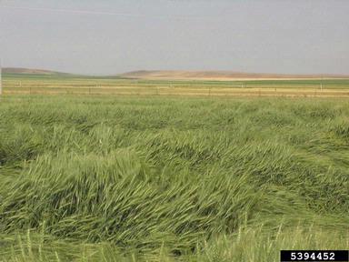 lodging (  ) on common wheat (Triticum aestivum ) - 5394452
