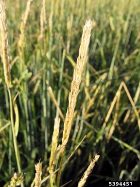 hail (  ) on barley (Hordeum vulgare ) - 5394457