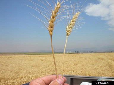 Fusarium wilts, blights, rots and damping-off (Fusarium spp. ) on common wheat (Triticum aestivum ) - 5394465