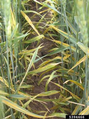 stripe rust (Puccinia striiformis ) on common wheat (Triticum aestivum ) - 5394466