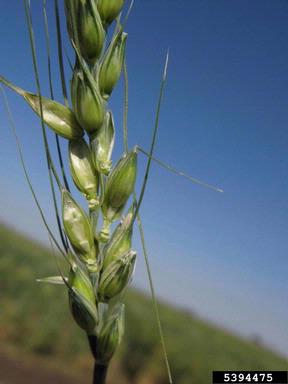 hail (  ) on common wheat (Triticum aestivum ) - 5394475
