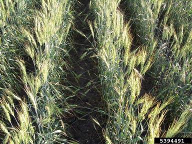 hail (  ) on common wheat (Triticum aestivum ) - 5394491