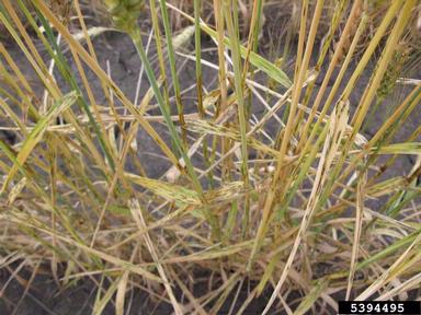 wheat stem rust (Puccinia graminis ) on common wheat (Triticum aestivum ) - 5394495