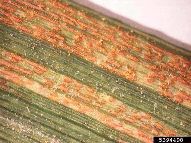 stripe rust (Puccinia striiformis ) on common wheat (Triticum aestivum ) - 5394498