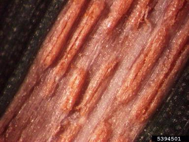 stripe rust (Puccinia striiformis ) on common wheat (Triticum aestivum ) - 5394501