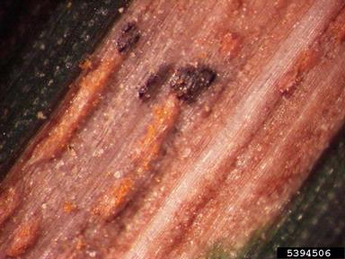 stripe rust (Puccinia striiformis ) on common wheat (Triticum aestivum ) - 5394506