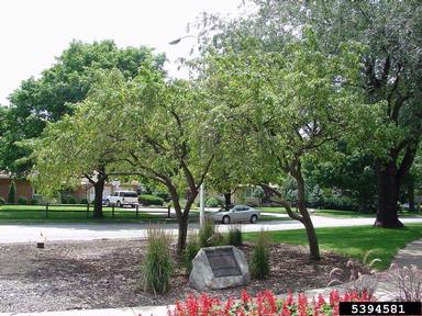 crabapple and apple, Malus spp.  (Rosales: Rosaceae) - 5394581
