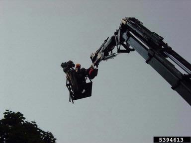crane,    - 5394613