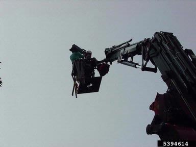 crane,    - 5394614