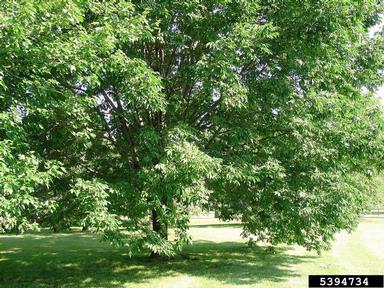 pruning (general),    - 5394734