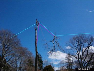 speed line,    - 5394810