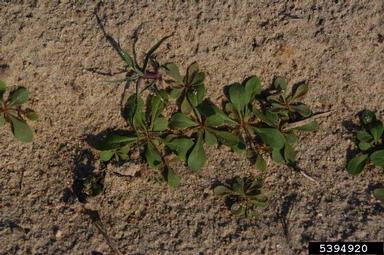 carpetweed, Mollugo verticillata  (Caryophyllales: Molluginaceae) - 5394920