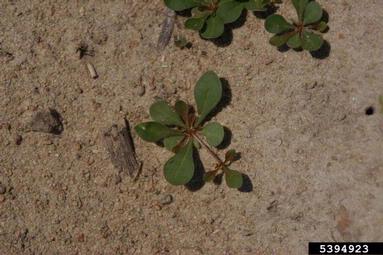 carpetweed, Mollugo verticillata  (Caryophyllales: Molluginaceae) - 5394923