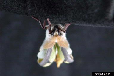 luna moth, Actias luna  (Lepidoptera: Saturniidae) - 5394952