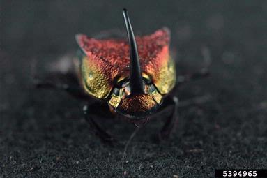 rainbow scarab, Phanaeus vindex  (Coleoptera: Scarabaeidae) - 5394965