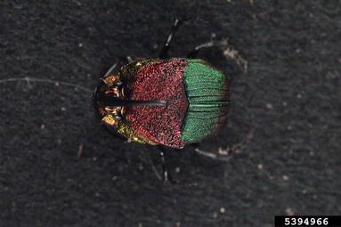 rainbow scarab, Phanaeus vindex  (Coleoptera: Scarabaeidae) - 5394966
