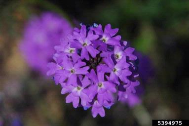 moss vervain, Glandularia pulchella  (Lamiales: Verbenaceae) - 5394975