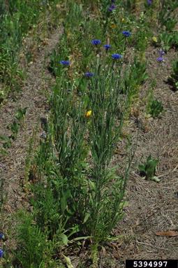 cornflower, Centaurea cyanus  (Asterales: Asteraceae) - 5394997