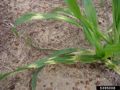 clomazone (  ) on elephant grass (Pennisetum purpureum ) - 5395008