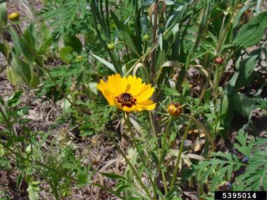plains coreopsis, Coreopsis tinctoria  (Asterales: Asteraceae) - 5395014
