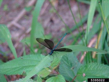 ebony jewelwing, Calopteryx maculata  (Odonata: Calopterygidae) - 5395022