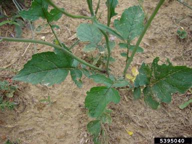 wild radish, Raphanus raphanistrum  (Capparales: Brassicaceae) - 5395040