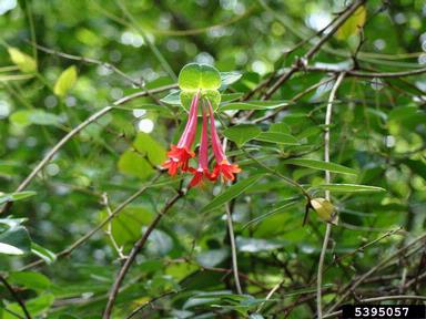 trumpet honeysuckle, Lonicera sempervirens  (Dipsacales: Caprifoliaceae) - 5395057