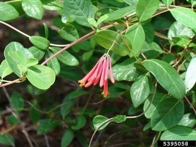 trumpet honeysuckle, Lonicera sempervirens  (Dipsacales: Caprifoliaceae) - 5395058