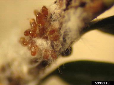 hemlock woolly adelgid, Adelges tsugae  (Hemiptera: Adelgidae) - 5395118