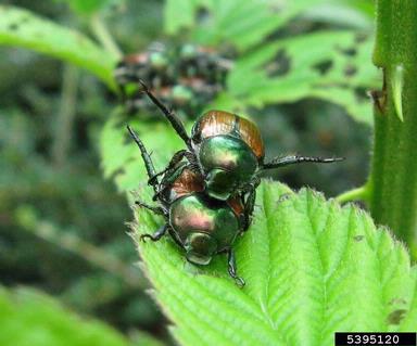 Japanese beetle, Popillia japonica  (Coleoptera: Scarabaeidae) - 5395120