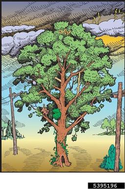 risk tree,    - 5395196