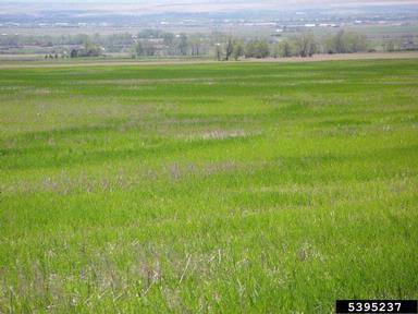 Pythium diseases (Pythium spp. ) on common wheat (Triticum aestivum ) - 5395237