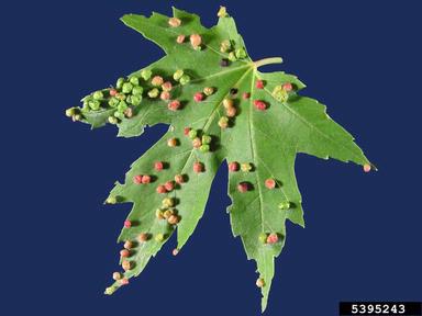 maple bladdergall mite (Vasates quadripedes ) on red maple (Acer rubrum ) - 5395243