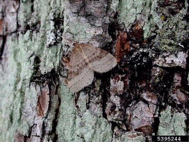 bruce spanworm (Operophtera bruceata ) on sugar maple (Acer saccharum ) - 5395244