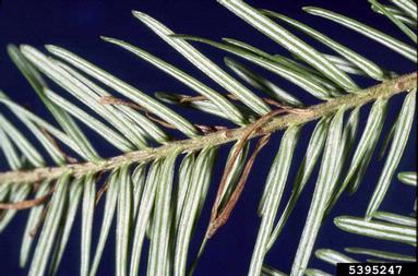 Delphinella shoot blight (Delphinella abietis ) on balsam fir (Abies balsamea ) - 5395247