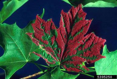Crimson erineum mite (Aceria elongatus ) on sugar maple (Acer saccharum ) - 5395250