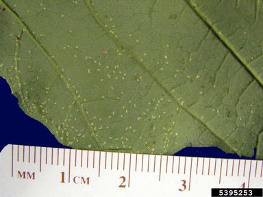 European fruit lecanium (Parthenolecanium corni ) on sugar maple (Acer saccharum ) - 5395253