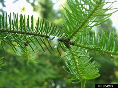pine spittlebug (Aphrophora cribrata ) on balsam fir (Abies balsamea ) - 5395257