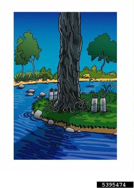 tree injections,    - 5395474