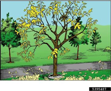 defoliation due to unknown cause,    (Unknown: Unknown cause) - 5395487