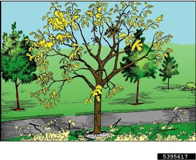 crown thinning (pruning),    - 5395617