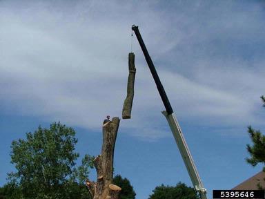 crane,    - 5395646