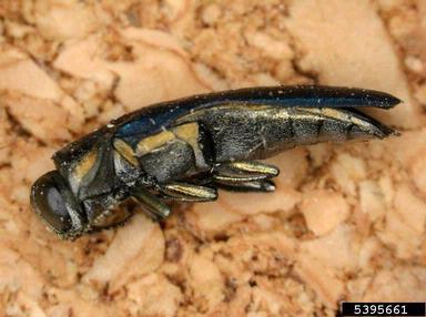 metalic wood-boring beetle (Agrilus carpini ) on European hornbeam (Carpinus betulus ) - 5395661