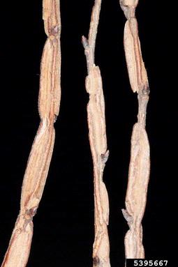 English elm, Ulmus procera  (Urticales: Ulmaceae) - 5395667